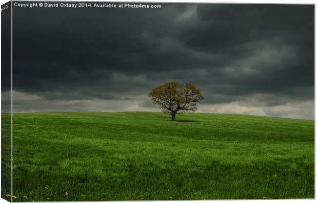  Lone Tree Canvas Print by David Oxtaby  ARPS