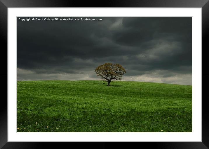  Lone Tree Framed Mounted Print by David Oxtaby  ARPS
