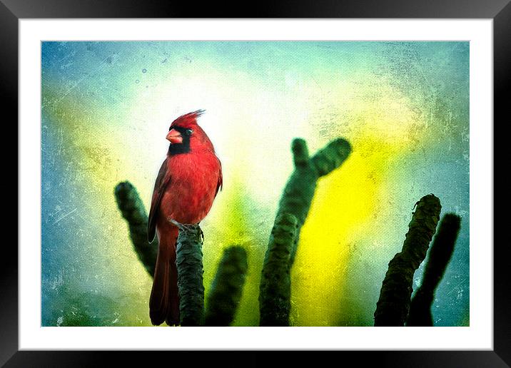  Red Cardinal No. 1 - Kauai - Hawaii Framed Mounted Print by Belinda Greb