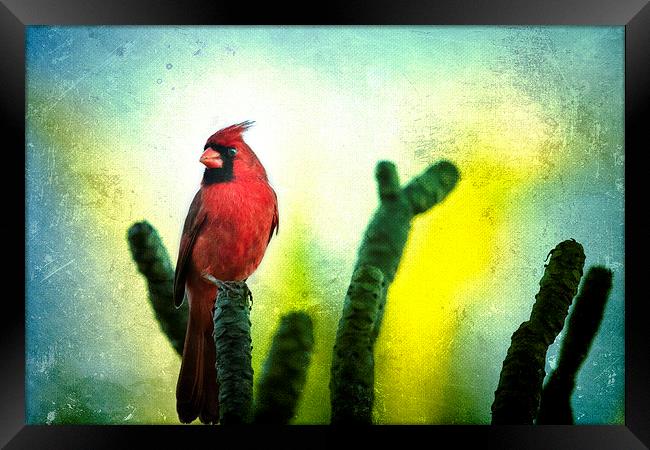  Red Cardinal No. 1 - Kauai - Hawaii Framed Print by Belinda Greb