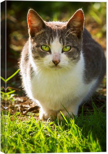  Feral Kauai Kitty - Princeville - Kauai - Hawaii Canvas Print by Belinda Greb