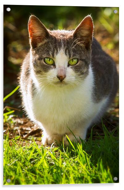  Feral Kauai Kitty - Princeville - Kauai - Hawaii Acrylic by Belinda Greb