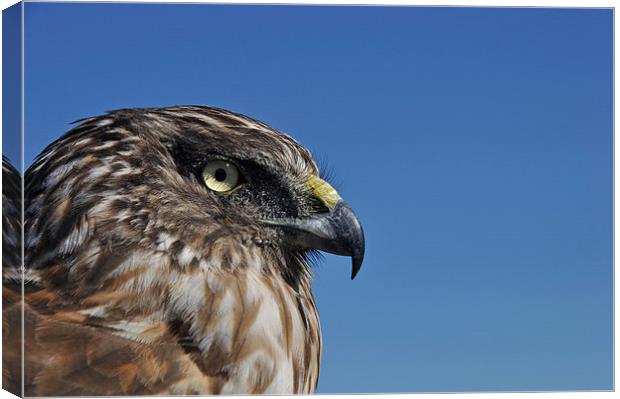   watchful hawk Canvas Print by Peter Righteous