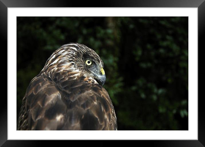 Harrier Hawk Framed Mounted Print by Peter Righteous
