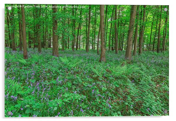  Blubell Wood, near Broadway Gloucestershire UK Acrylic by Pauline Tims