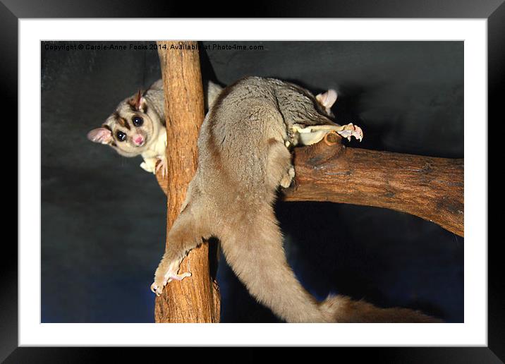  Mahogany Glider Framed Mounted Print by Carole-Anne Fooks