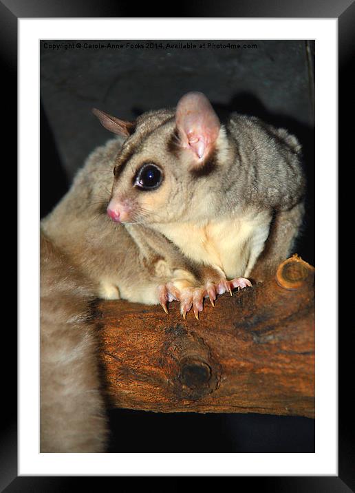   Mahogany Glider Framed Mounted Print by Carole-Anne Fooks