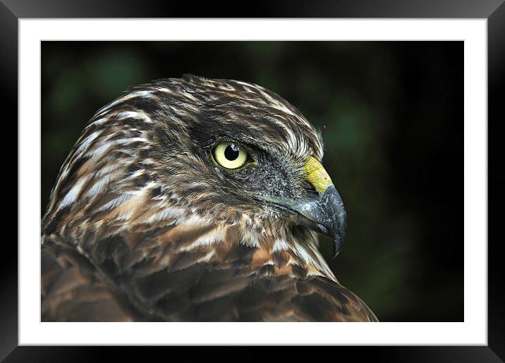 Harrier Hawk Framed Mounted Print by Peter Righteous