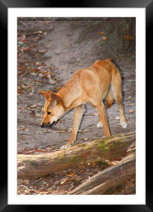   Australian Dingo Framed Mounted Print by Carole-Anne Fooks