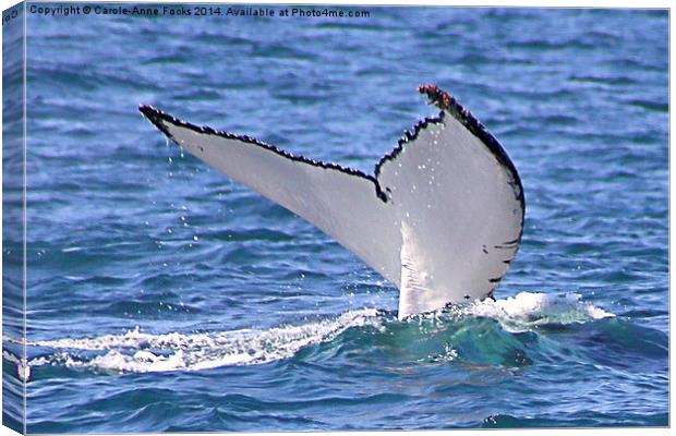  Humpback Whale Tail Flukes Canvas Print by Carole-Anne Fooks