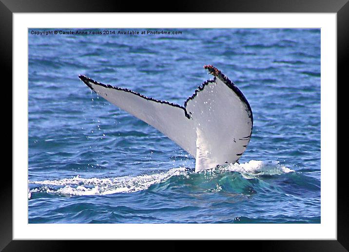 Humpback Whale Tail Flukes Framed Mounted Print by Carole-Anne Fooks
