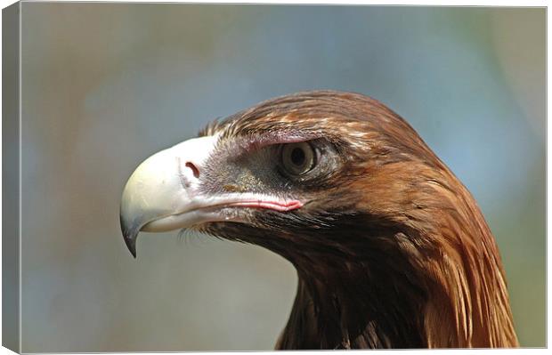 wedge-tailed eagle Canvas Print by Peter Righteous