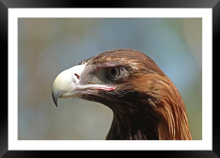 wedge-tailed eagle Framed Mounted Print by Peter Righteous