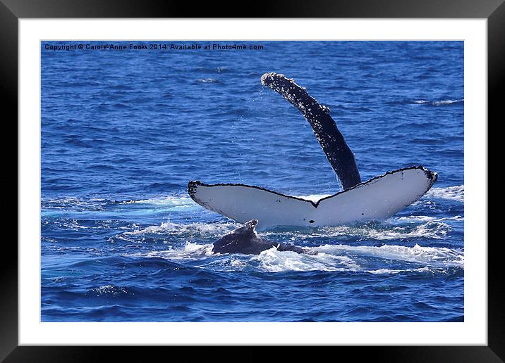   Humpback Whales Frolicking Framed Mounted Print by Carole-Anne Fooks