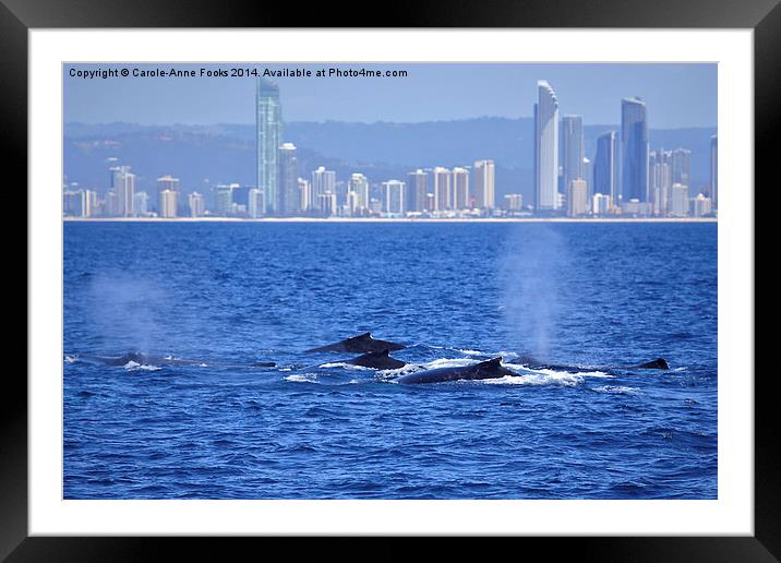   Humpback Whales Frolicking Framed Mounted Print by Carole-Anne Fooks