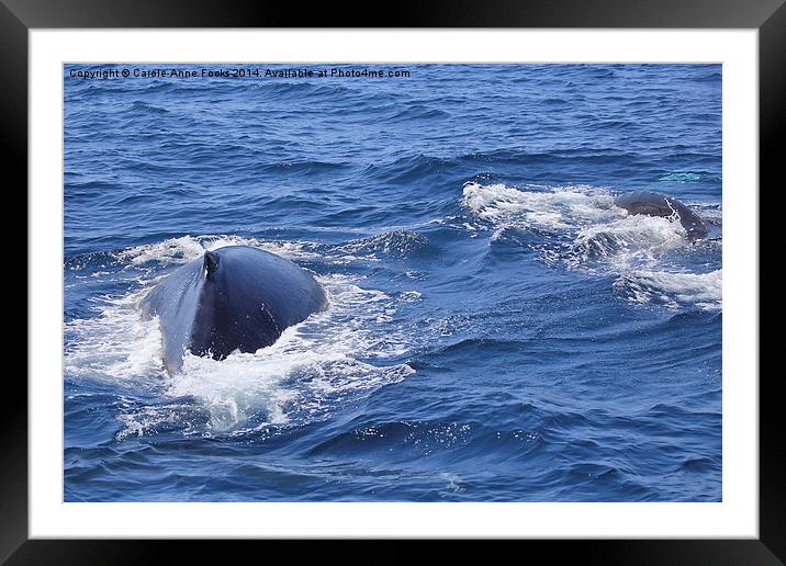  Humpback Whales Powering Away Framed Mounted Print by Carole-Anne Fooks