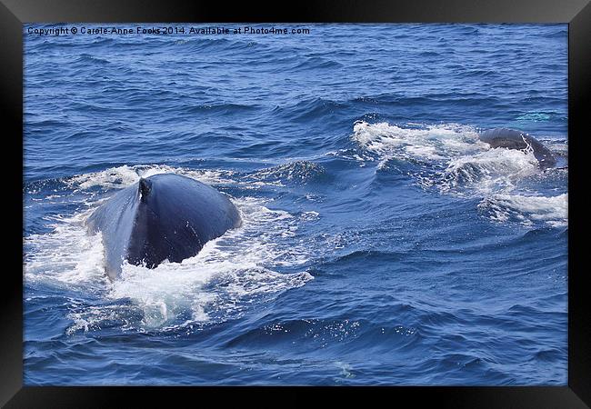  Humpback Whales Powering Away Framed Print by Carole-Anne Fooks