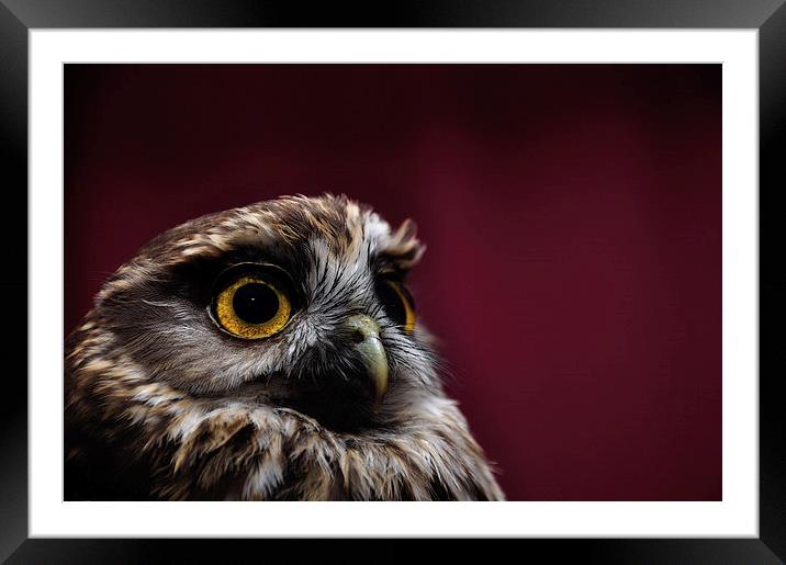morepork portrait Framed Mounted Print by Peter Righteous