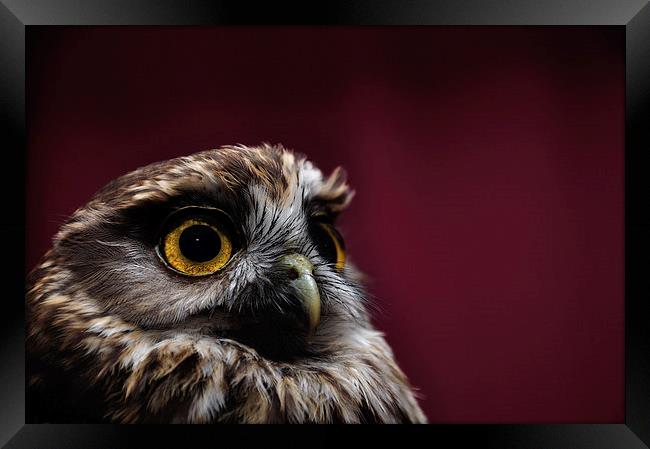morepork portrait Framed Print by Peter Righteous