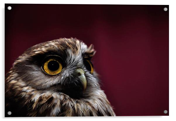 morepork portrait Acrylic by Peter Righteous