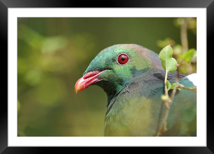 wood pigeon portrait Framed Mounted Print by Peter Righteous