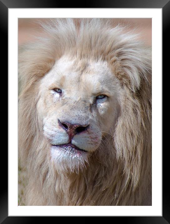  The King of the Jungle Framed Mounted Print by Louise Wilden