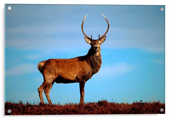   Red Deer Stag Acrylic by Macrae Images