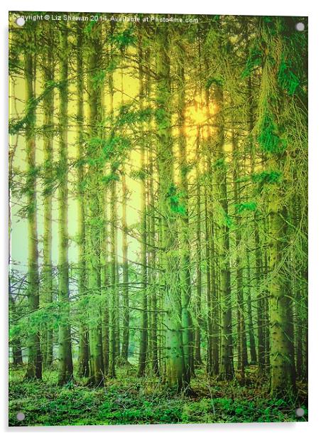  Magical Woodland Acrylic by Liz Shewan
