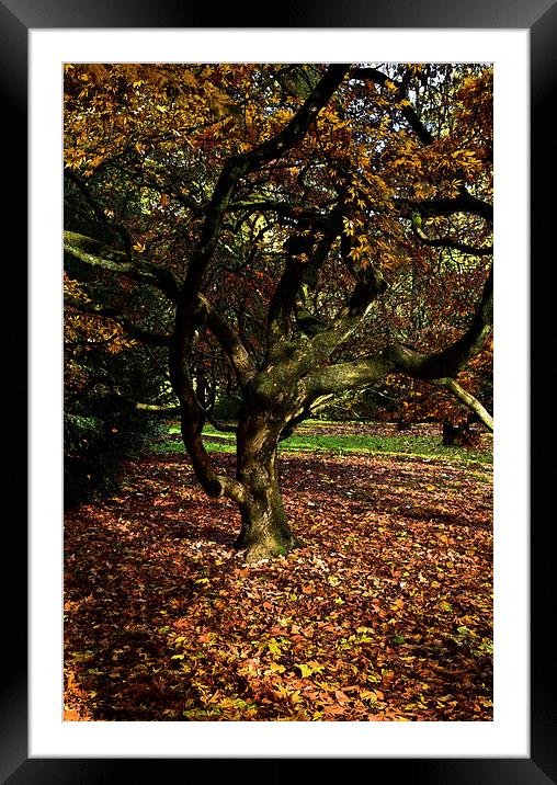  Autumn maple leaves  Framed Mounted Print by Jonathan Evans