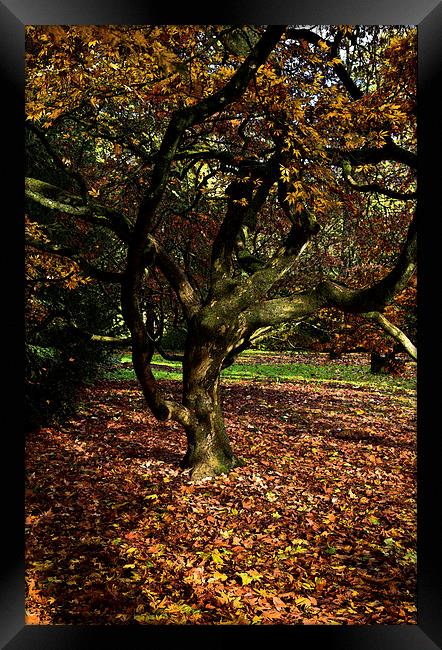  Autumn maple leaves  Framed Print by Jonathan Evans