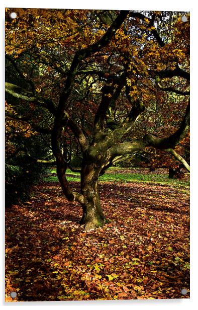  Autumn maple leaves  Acrylic by Jonathan Evans