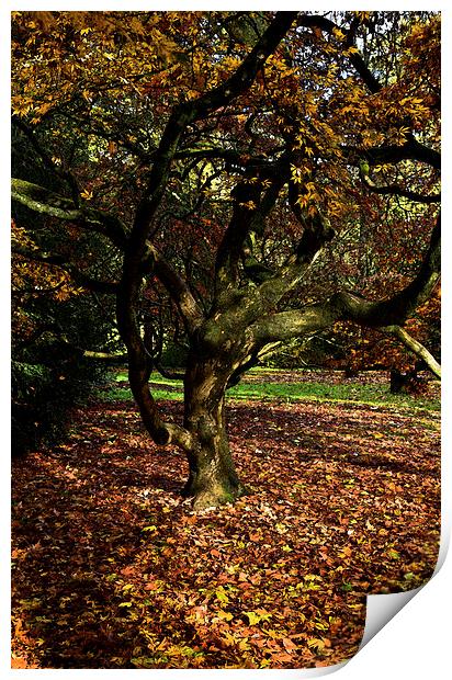  Autumn maple leaves  Print by Jonathan Evans