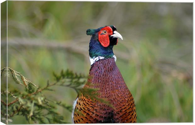 ring-necked pheasant Canvas Print by Peter Righteous