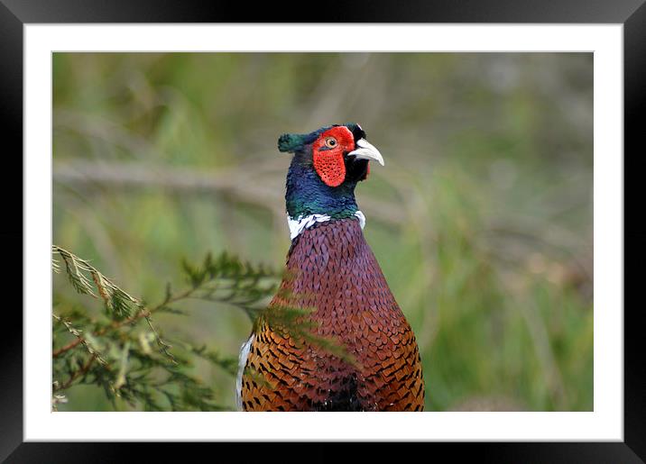 ring-necked pheasant Framed Mounted Print by Peter Righteous