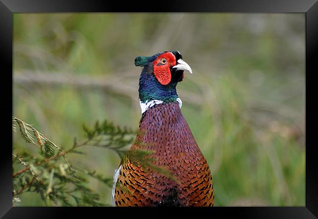 ring-necked pheasant Framed Print by Peter Righteous