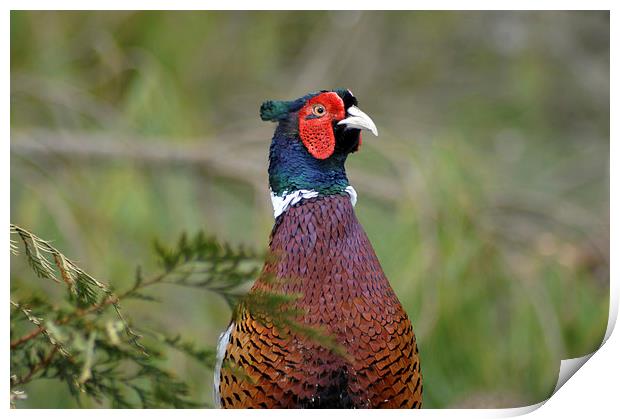 ring-necked pheasant Print by Peter Righteous
