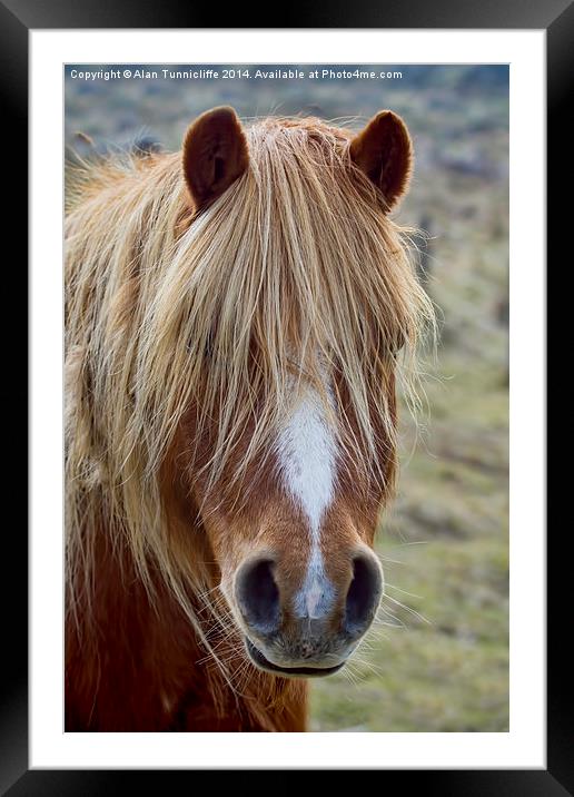  Wild Pony Framed Mounted Print by Alan Tunnicliffe