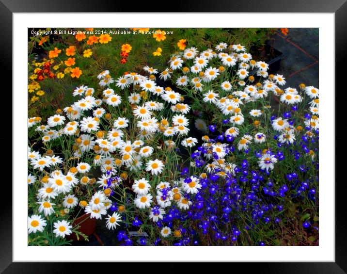  Summer Colours Framed Mounted Print by Bill Lighterness