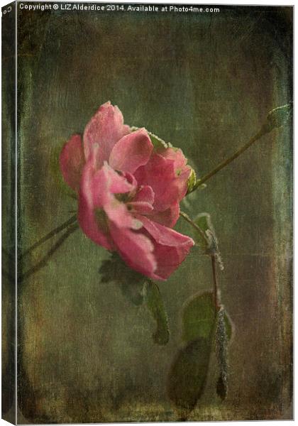  Vintage Winter Rose Canvas Print by LIZ Alderdice