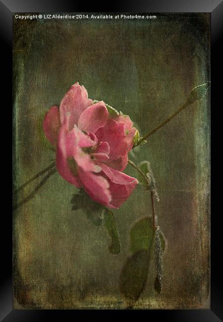  Vintage Winter Rose Framed Print by LIZ Alderdice