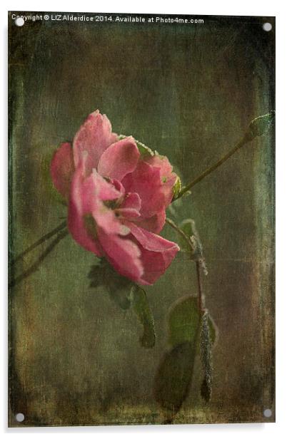  Vintage Winter Rose Acrylic by LIZ Alderdice