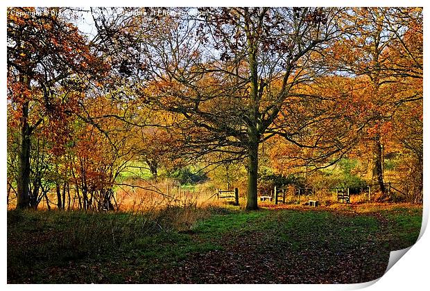 Hatfield Forest  Print by Diana Mower
