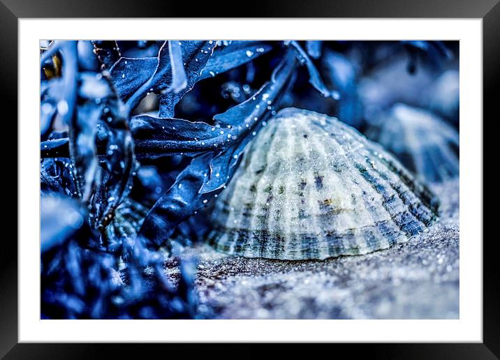 Limpet shell bathed in blue Framed Mounted Print by Tanya Hall