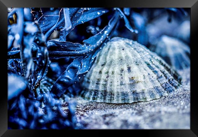Limpet shell bathed in blue Framed Print by Tanya Hall