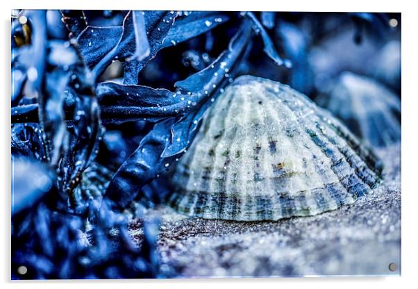Limpet shell bathed in blue Acrylic by Tanya Hall