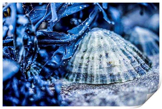 Limpet shell bathed in blue Print by Tanya Hall