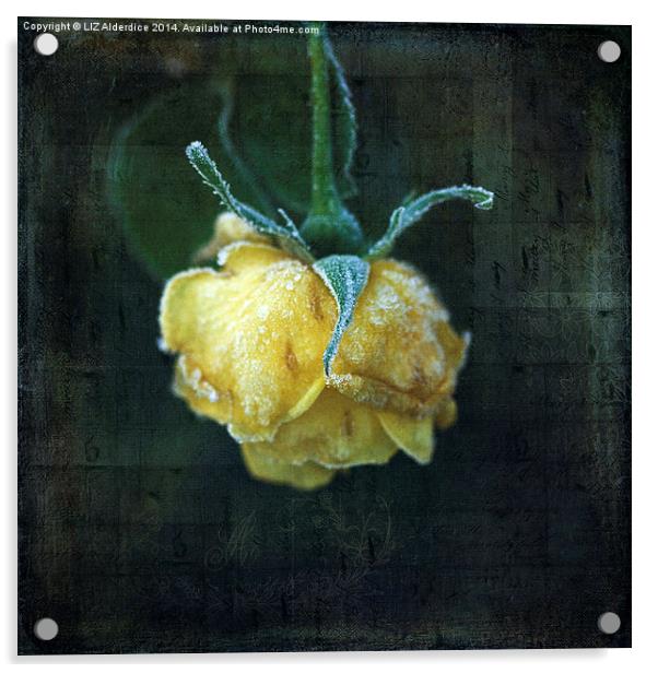  Yellow Winter Rose Acrylic by LIZ Alderdice