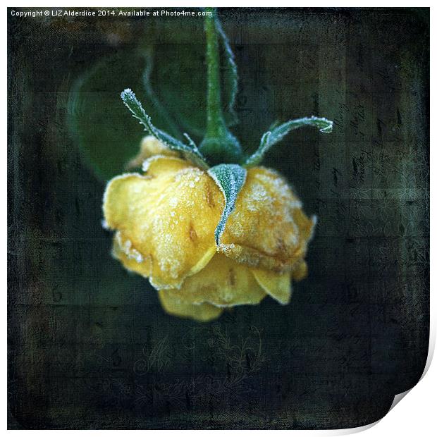  Yellow Winter Rose Print by LIZ Alderdice