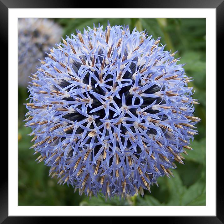Purple Square Flower Framed Mounted Print by Dave Windsor