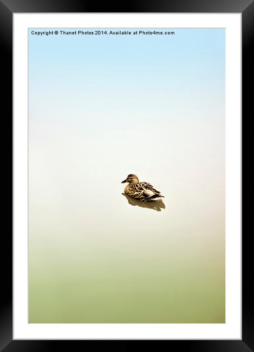  Fine art duck Framed Mounted Print by Thanet Photos